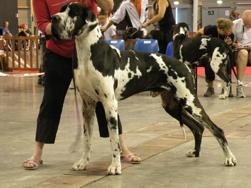 Buck du domaine de l'ostrevent - 1er excelent