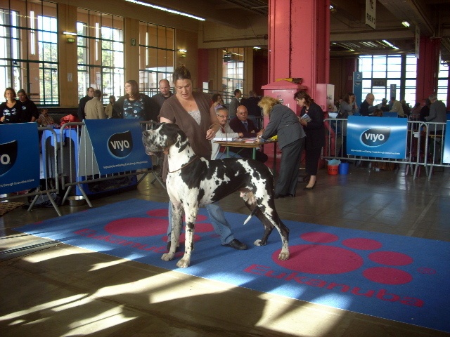 Buck du domaine de l'ostrevent - 1er excellent RCAC RCACIB