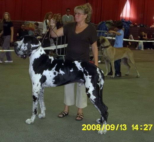 Buck du domaine de l'ostrevent - 1er excellent cac CACIB meilleur de race