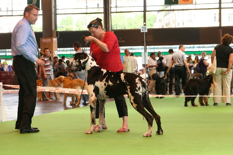 Buck du domaine de l'ostrevent - trés bon
