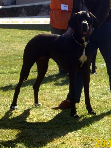 Balzane du domaine de l'ostrevent - très bon