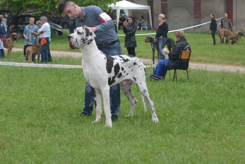 Juste'un du domaine de l'ostrevent - 1 excellent meilleur jeune