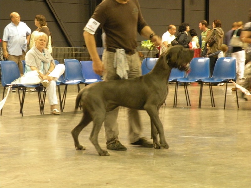 CH. Diaz du domaine de l'ostrevent - 2eme excelent