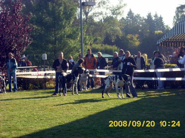 Buck du domaine de l'ostrevent - excellent