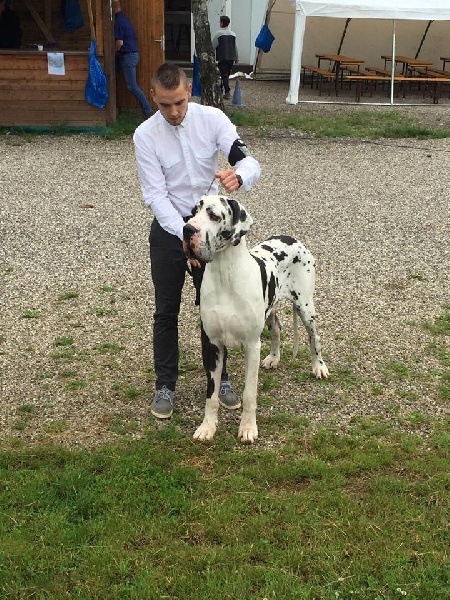 Juste'un du domaine de l'ostrevent - 1er excellent plus ring d'honneur