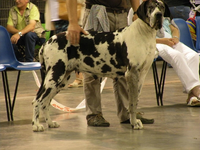 Urka du domaine de l'ostrevent - 1er excelent