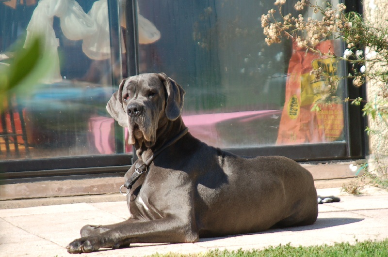 CH. Diaz du domaine de l'ostrevent - 1er excellent cacs CACIB meilleur femelle