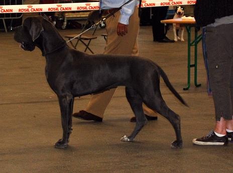 CH. Diaz du domaine de l'ostrevent - 1excellent cacs cacib meilleur de race