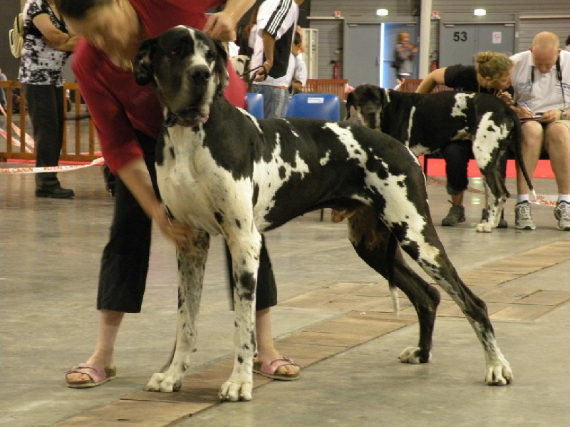 Buck du domaine de l'ostrevent - 1er excelent cac cacib