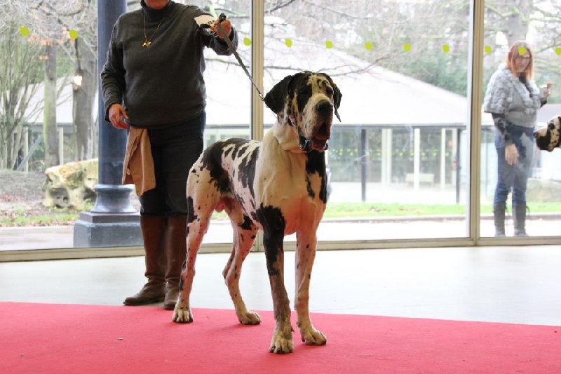 Hirkan du domaine de l'ostrevent - 1er excellent