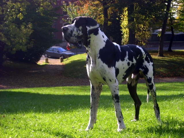 Buck du domaine de l'ostrevent - 1er excellent CAC