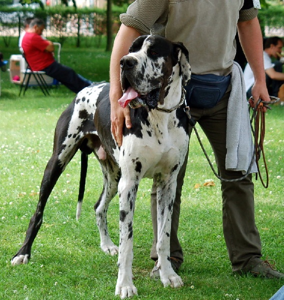 Buck du domaine de l'ostrevent - 1er excellent CAC