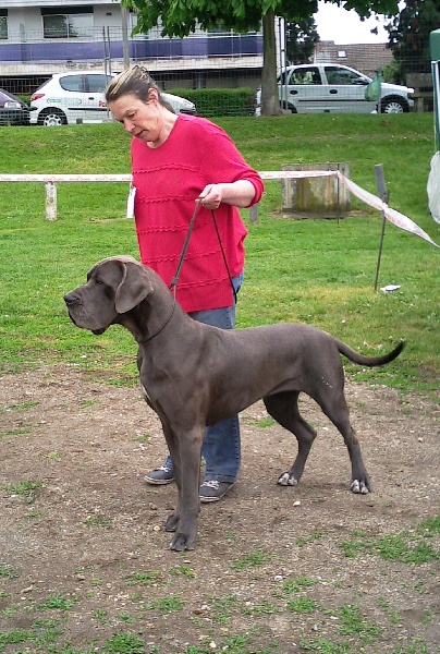 CH. Diaz du domaine de l'ostrevent - 1er excellent cacs