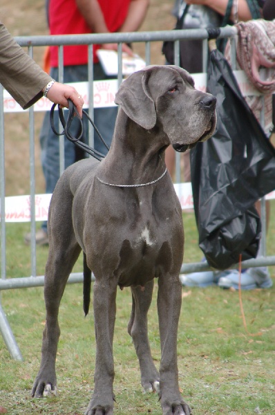 CH. Diaz du domaine de l'ostrevent - excellent