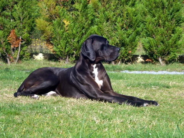 Balzane du domaine de l'ostrevent - 2eme très bon