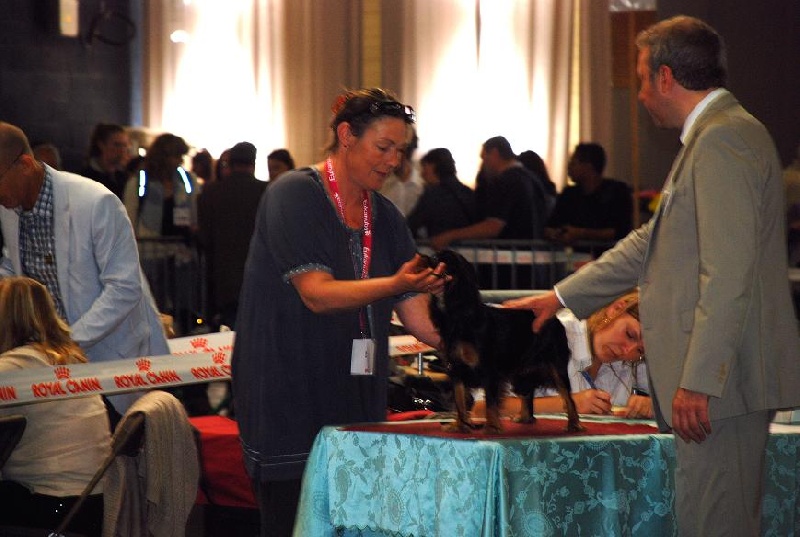 Eline du domaine de l'ostrevent - très pometteur meilleur puppy