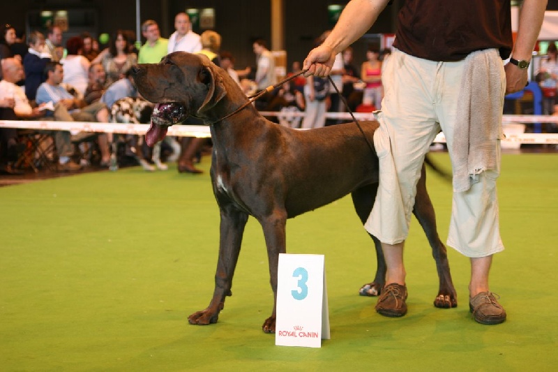 CH. Diaz du domaine de l'ostrevent - 3éme très bon