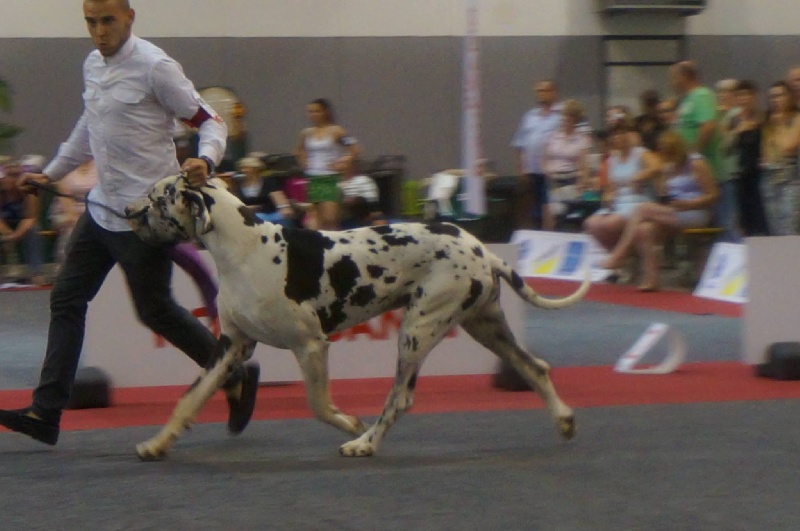 Juste'un du domaine de l'ostrevent - 1er excellent cacs meilleur de sexe opposé