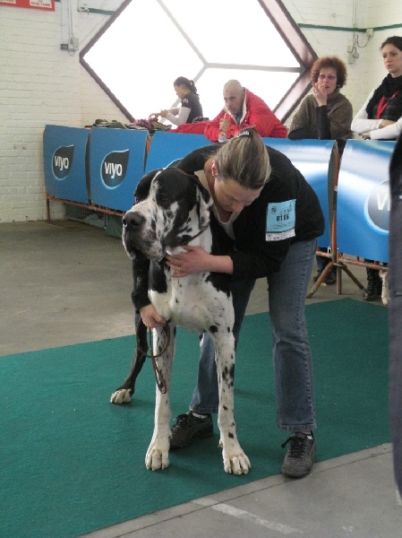 Buck du domaine de l'ostrevent - 1er excellent RCAC RCACIB