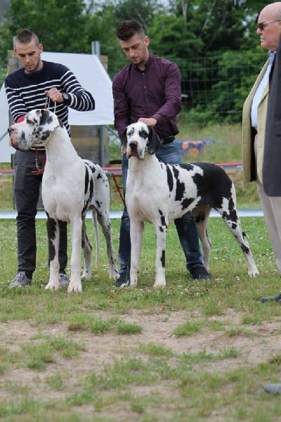 Juste'un du domaine de l'ostrevent - 1er excellent plus cac (ddc) ring d'honneur meilleur male