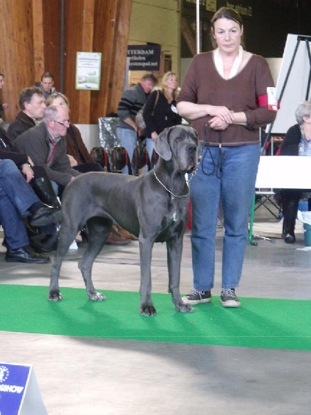 CH. Diaz du domaine de l'ostrevent - 1excellent cacs cacib