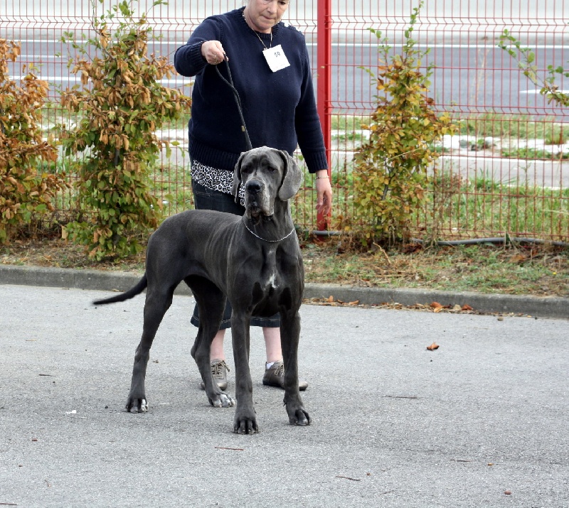 CH. Diaz du domaine de l'ostrevent - 1ere excellent meilleure jeune