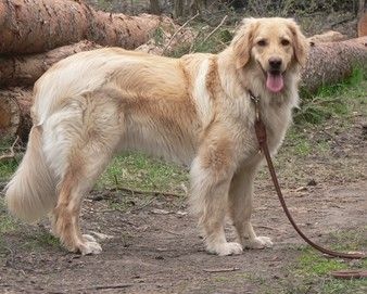 Publication : du pré de Califourny