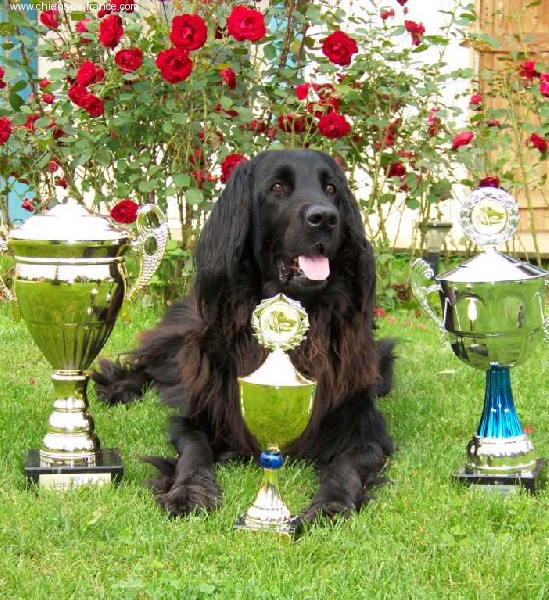 CH. P'laska du pré de Califourny - 1er Excellent, Meilleure femelle et BOB