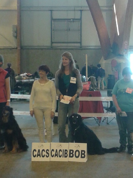 CH. Frieda dite hindia Vom fleischereck - 1ère EXC, CACS CACIB et Meilleur de race