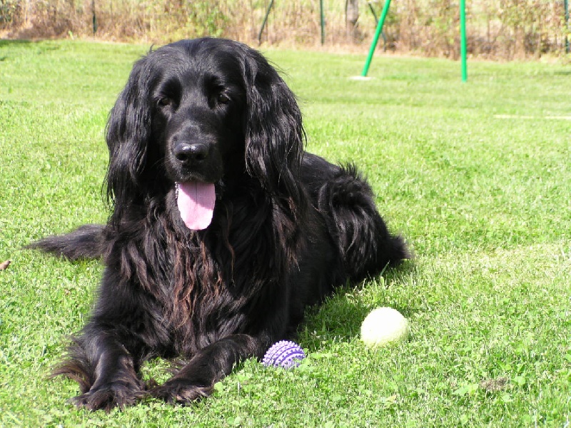 CH. P'laska du pré de Califourny - 1 ° Exc en Classe Champion