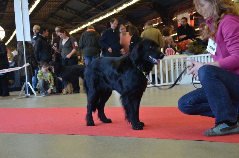 CH. Frieda dite hindia Vom fleischereck - 1ère EXC, CACS CACIB et Meilleur de race