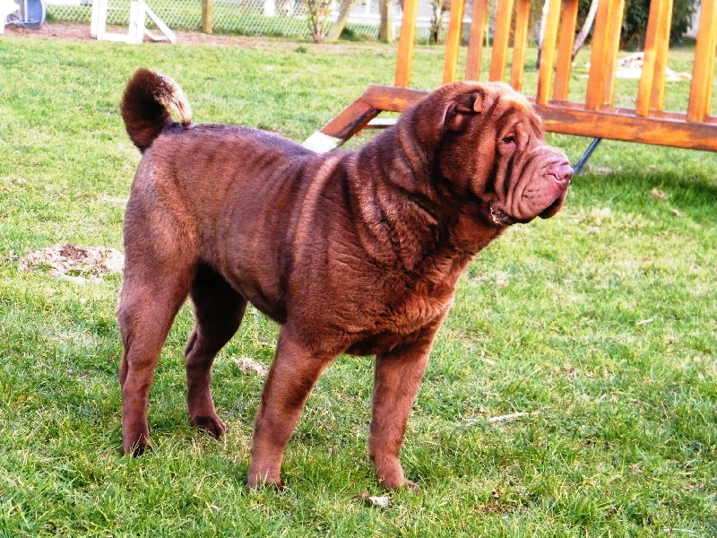 Publication : De la vallée du huyan Auteur : J LOISEAU