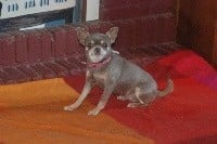 Étalon Chihuahua - Loiseau lilou de marachis de vinyassa