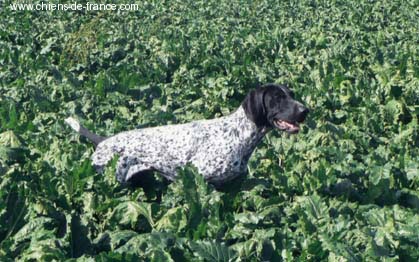 Volcan Des marais de sologne - 3 eme excellent