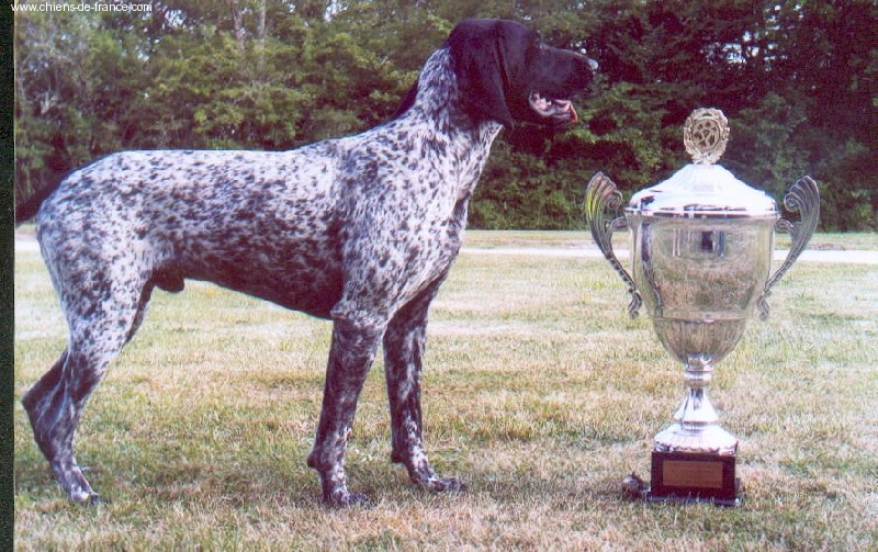 Volcan Des marais de sologne - 1er excellent classe jeune males