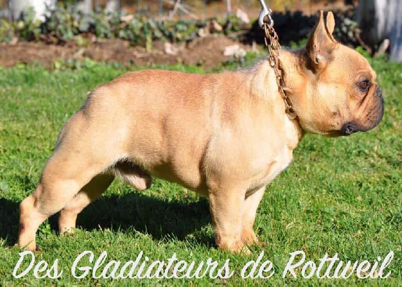 Publication : Des Gladiateurs de Rottweil  Auteur : DES GLADIATEURS DE ROTTWEIL