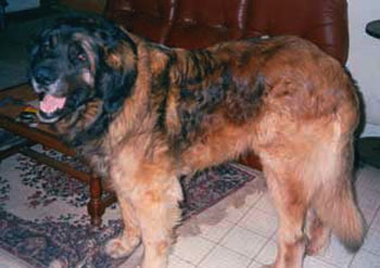 Publication : Des Neiges de Chantelouve Auteur : Madeleine Simar