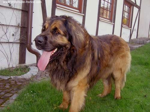 Publication : Des Neiges de Chantelouve