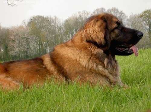 CH. Ugenie dite eugenie Des lions du duc de normandie