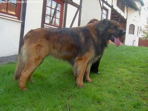 Publication : Des Neiges de Chantelouve