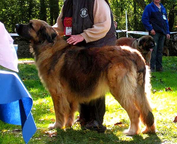CH. Amélie-floréal Des Neiges de Chantelouve - Sans qualificatif - Classe Champion Femelles