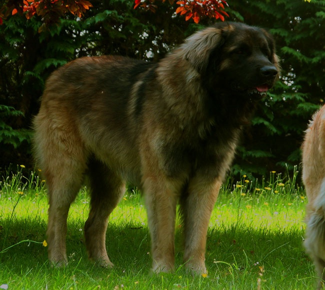 Etienne-ventôse Des Neiges de Chantelouve - 1er Excellent - CIM - RCACS