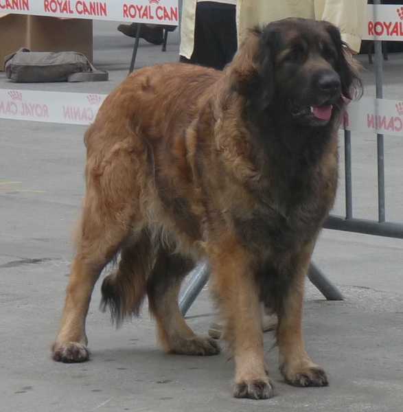 CH. Adèle-h floréal Des Neiges de Chantelouve - 3ième Excellent - COF