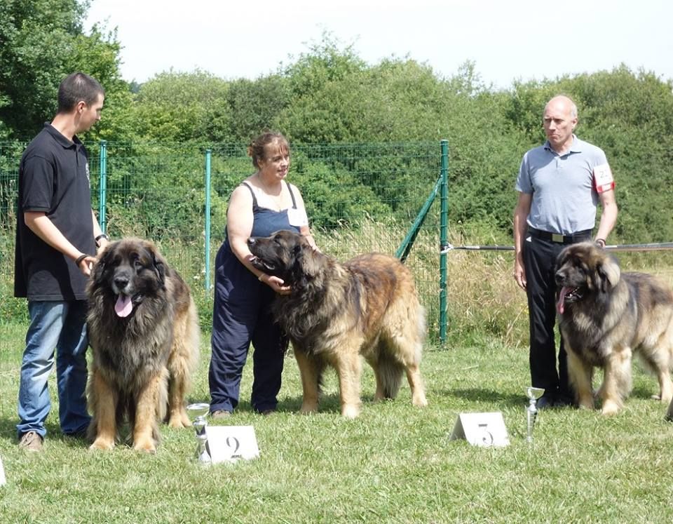 Jehan-frimaire dit jacquou Des Neiges de Chantelouve - 3ème Excellent - COM