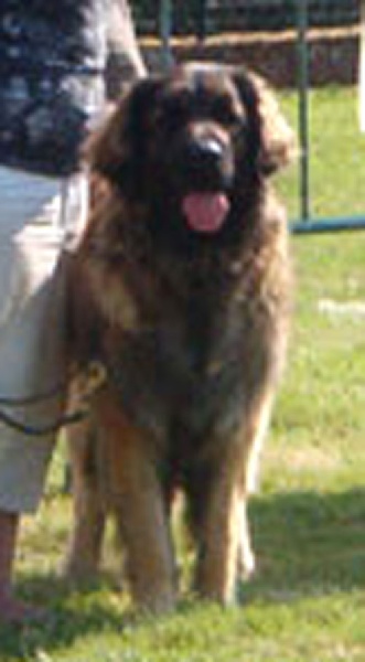 CH. Adèle-h floréal Des Neiges de Chantelouve - Excellent - 2ième