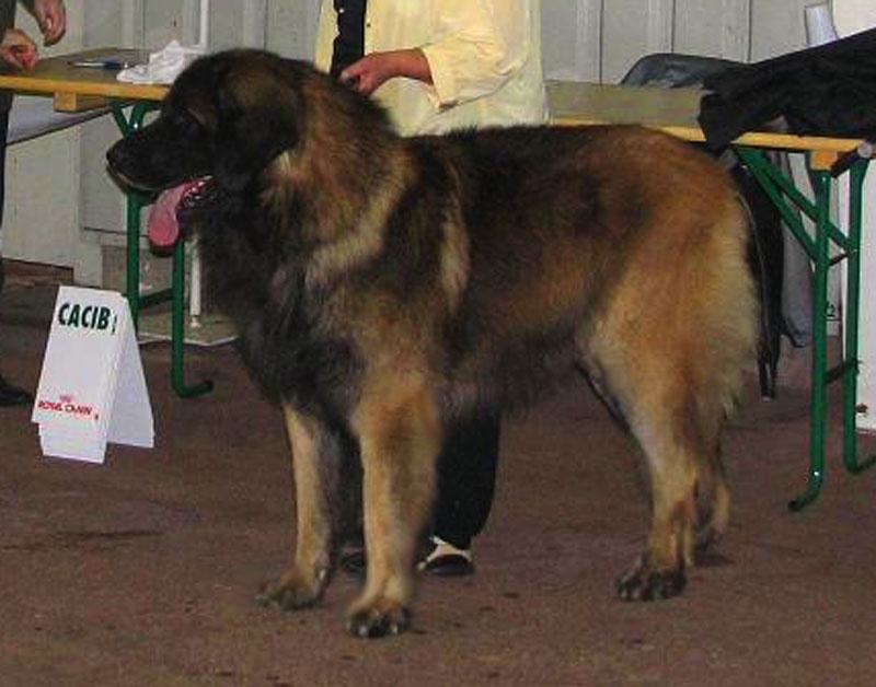 CH. Antonin-floreal Des Neiges de Chantelouve - 3ième Excellent - COM