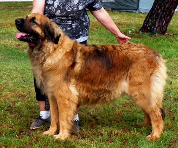 CH. Amélie-floréal Des Neiges de Chantelouve - 1er Excellent - COF - CACS-CACIB