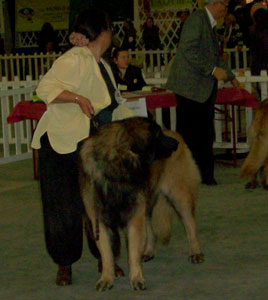 CH. Antonin-floreal Des Neiges de Chantelouve - 4ième Excellent - COM