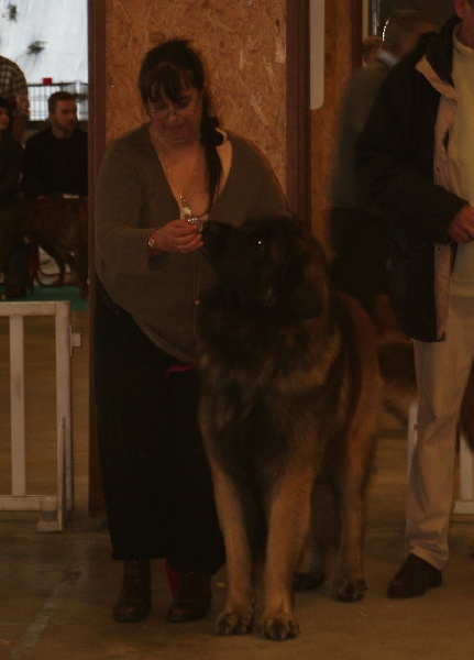 CH. Antonin-floreal Des Neiges de Chantelouve - RCACIB-RCACS - 2ième Excellent