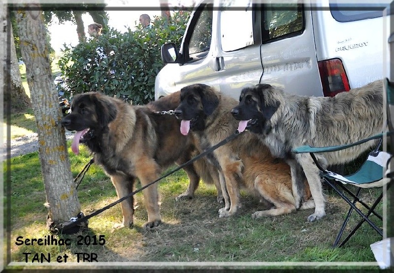 Jocelaine-nivôse Des Neiges de Chantelouve - Note 24/25